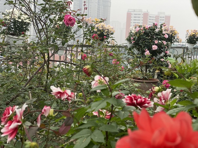 Vườn hoa 200m2 trên sân thượng, đẹp như tiên cảnh của mẹ đảm Hà thành - 9