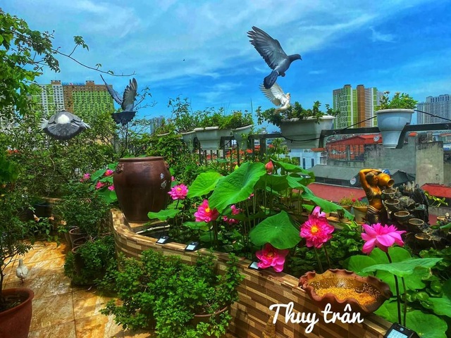 Vườn hoa khổng lồ trên sân thượng của người phụ nữ Hà Nội - 12 Vườn hoa khổng lồ trên sân thượng của người phụ nữ Hà Nội - 12