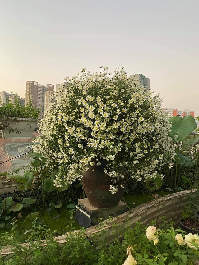 Vườn hoa khổng lồ trên sân thượng của người phụ nữ Hà Nội - 8 Vườn hoa khổng lồ trên sân thượng của người phụ nữ Hà Nội - 8