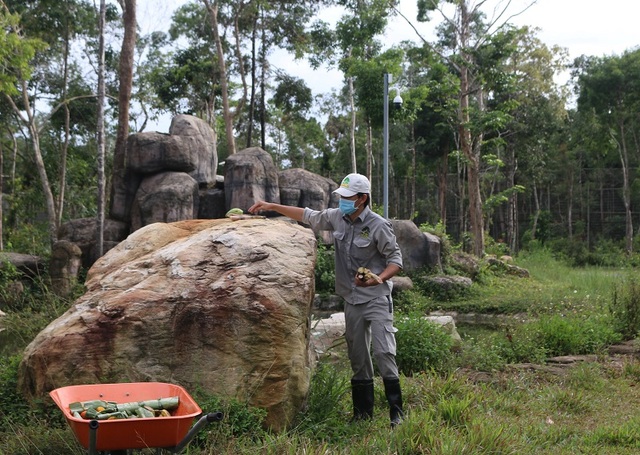 Những bảo mẫu thầm lặng tại Vinpearl Safari - 4 Những bảo mẫu thầm lặng tại Vinpearl Safari - 4