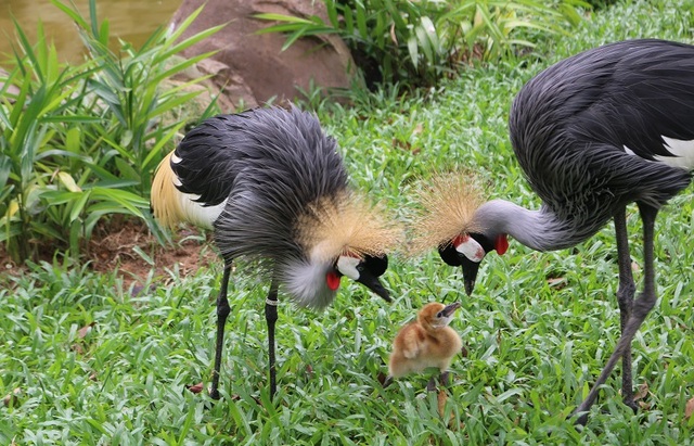 Những bảo mẫu thầm lặng tại Vinpearl Safari - 5 Những bảo mẫu thầm lặng tại Vinpearl Safari - 5