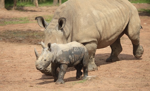 Những bảo mẫu thầm lặng tại Vinpearl Safari - 6 Những bảo mẫu thầm lặng tại Vinpearl Safari - 6