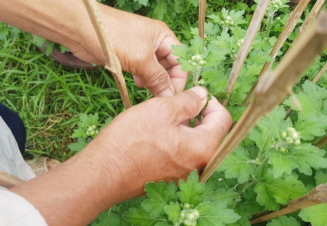 Khánh Hòa: Người trồng hoa cúc hối hả xuống vườn, phập phồng lo đầu ra - 1