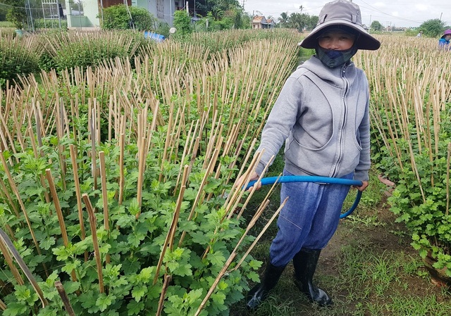 Khánh Hòa: Người trồng hoa cúc hối hả xuống vườn, phập phồng lo đầu ra - 3