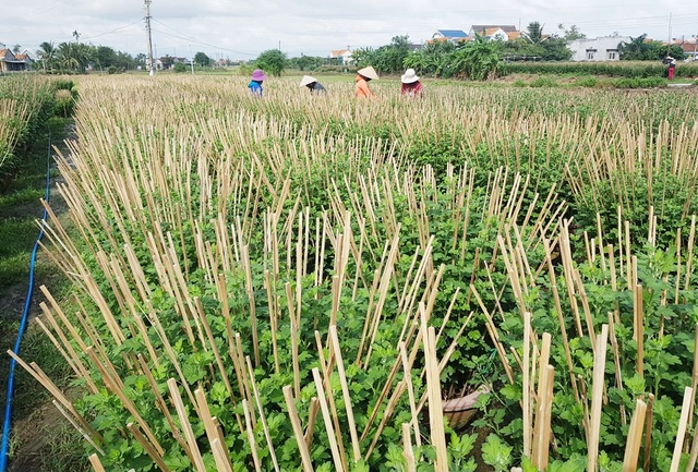 Khánh Hòa: Người trồng hoa cúc hối hả xuống vườn, phập phồng lo đầu ra - 2