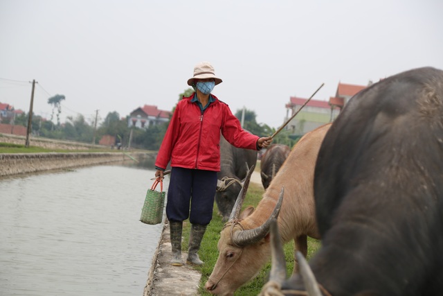 Thu tiền triệu từ nghề vỗ béo trâu dịp cuối năm - 9 Thu tiền triệu từ nghề vỗ béo trâu dịp cuối năm - 9