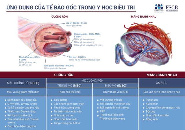 Tế bào gốc: Bước tiến đột phá trong y học hiện đại - 1 Tế bào gốc: Bước tiến đột phá trong y học hiện đại - 1