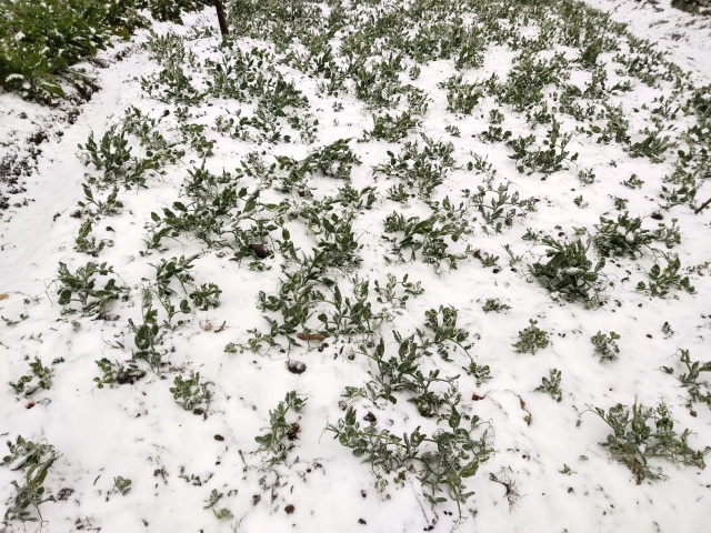 Heavy snowfall in Y Ty, the landscape covered in white like Europe - 3