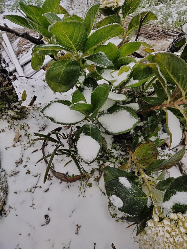 Tuyết rơi dày đặc ở Y Tý, cảnh vật phủ màu trắng xóa như trời Âu - 7