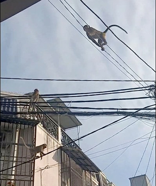 Hàng chục con khỉ đu dây điện, leo mái tôn vào nhà dân ở Sài Gòn trộm đồ ăn - 2