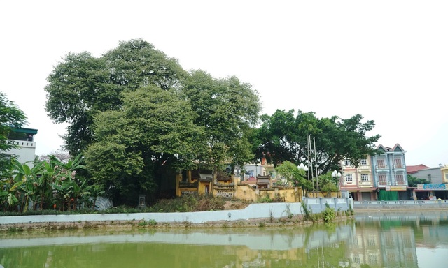 A thrilling story about the treasure of a thousand-year-old sacred tree in Hanoi - 1