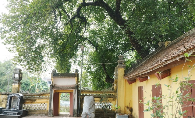 A thrilling story about the treasure of a thousand-year-old sacred tree in Hanoi - 3