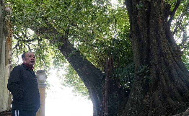 A thrilling story about the treasure of a thousand-year-old sacred tree in Hanoi - 4