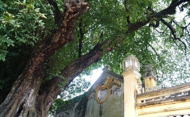 A thrilling story about the treasure of a thousand-year-old sacred tree in Hanoi - 5