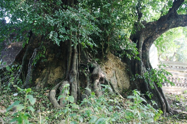 A thrilling story about the treasure of a thousand-year-old sacred tree in Hanoi - 6