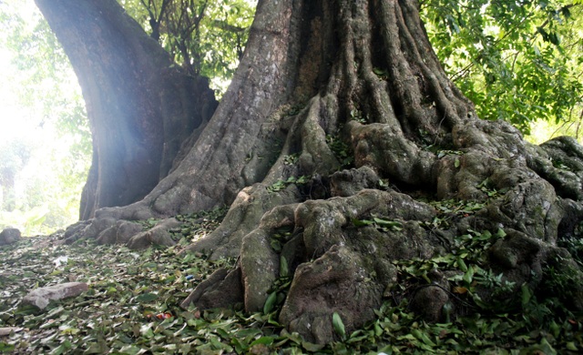 A thrilling story about the treasure of a thousand-year-old sacred tree in Hanoi - 7