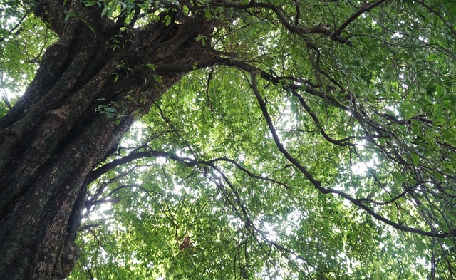 A thrilling story about the treasure of a thousand-year-old sacred tree in Hanoi - 8