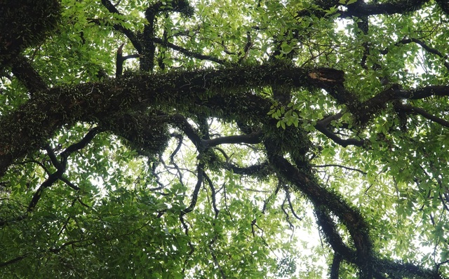 A thrilling story about the treasure of a thousand-year-old sacred tree in Hanoi - 9