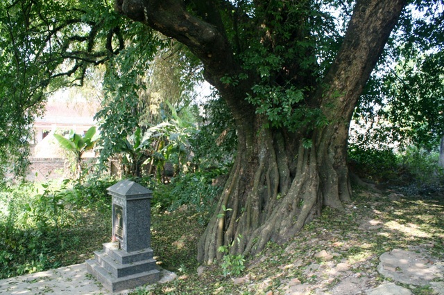 A thrilling story about the treasure of a thousand-year-old sacred tree in Hanoi - 10