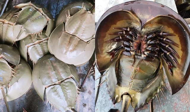 Giant sea beetles 1 million / pair, strange specialties attract gourmet customers - 1