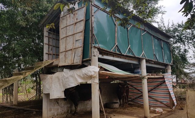 Sau đợt lũ liên tiếp, người chăn nuôi chật vật tìm kiếm thức ăn cho gia súc - 1 Sau đợt lũ liên tiếp, người chăn nuôi chật vật tìm kiếm thức ăn cho gia súc - 1