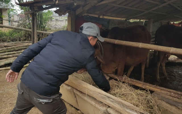 Sau đợt lũ liên tiếp, người chăn nuôi chật vật tìm kiếm thức ăn cho gia súc - 3