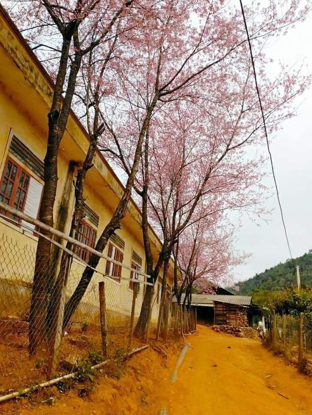 Watching cherry blossoms bloom captivates the hearts of people in remote regions - 5