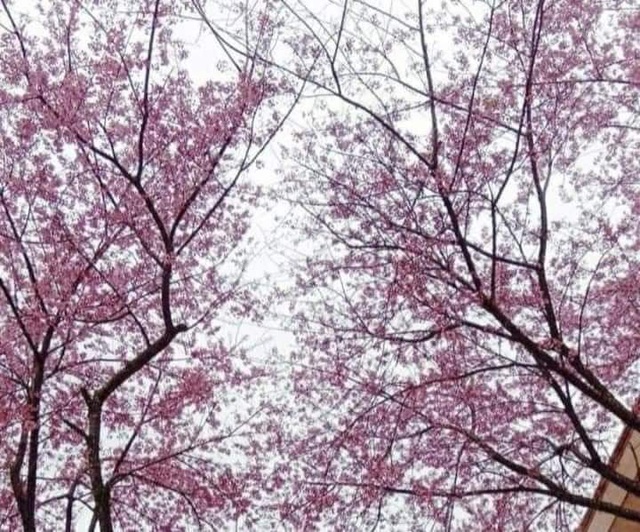 Watching cherry blossoms bloom captivates the hearts of people in remote regions - 8