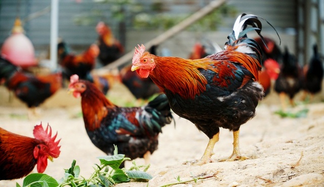 Đặc sản gà thái giám bạc triệu, nhà giàu lùng mua biếu Tết - 2 Đặc sản gà thái giám bạc triệu, nhà giàu lùng mua biếu Tết - 2