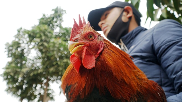 Thai pham chicken specialty silver million, rich people buy gifts for Tet - 7