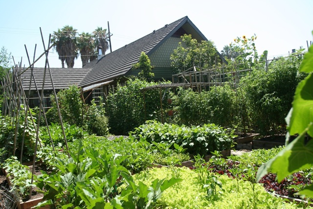 Gia đình biến vườn nhỏ thành nông trại, mỗi năm thu về cả tấn rau - 7