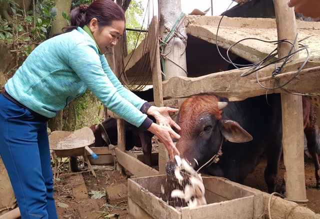 Sau đợt lũ liên tiếp, người chăn nuôi chật vật tìm kiếm thức ăn cho gia súc - 5 Sau đợt lũ liên tiếp, người chăn nuôi chật vật tìm kiếm thức ăn cho gia súc - 5