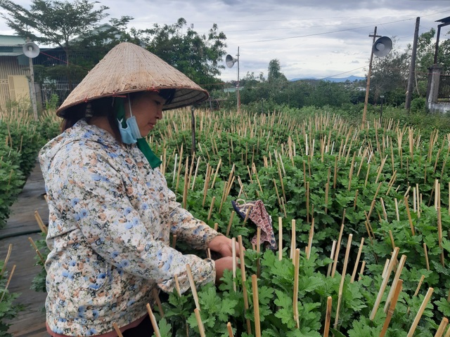Người dân phố núi nơm nớp lo cho vườn hoa thì thời tiết lạnh - 2 Người dân phố núi nơm nớp lo cho vườn hoa thì thời tiết lạnh - 2