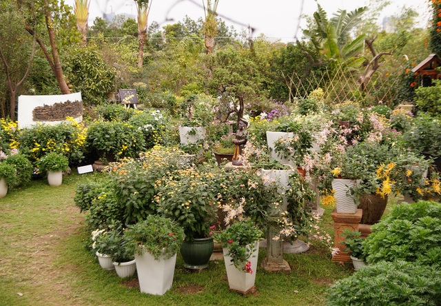 Mãn nhãn với vườn cúc cổ, đẹp mê hồn giữa lòng Hà Nội - 9 Mãn nhãn với vườn cúc cổ, đẹp mê hồn giữa lòng Hà Nội - 9