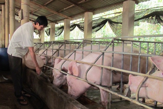 Nhập nửa triệu con lợn Thái Lan, mùa Tết giá thịt vẫn ồ ạt tăng - 1 Nhập nửa triệu con lợn Thái Lan, mùa Tết giá thịt vẫn ồ ạt tăng - 1