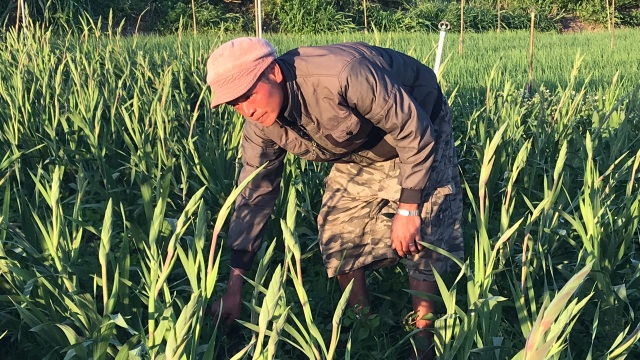 Người dân phố núi nơm nớp lo cho vườn hoa thì thời tiết lạnh - 4 Người dân phố núi nơm nớp lo cho vườn hoa thì thời tiết lạnh - 4