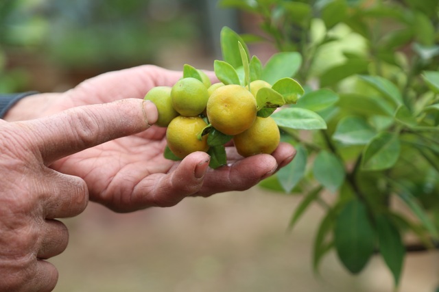 Cận Tết, lão nông thu hàng trăm triệu đồng nhờ cây có 7 thứ quả khác nhau - 6 Cận Tết, lão nông thu hàng trăm triệu đồng nhờ cây có 7 thứ quả khác nhau - 6