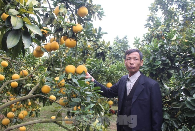 Trồng cam, bưởi thu tiền tỷ