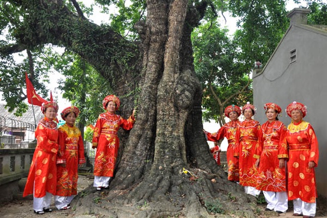 Cụ thị gốc chục người ôm không xuể sống qua 8 thế kỷ ở Ninh Bình - 11