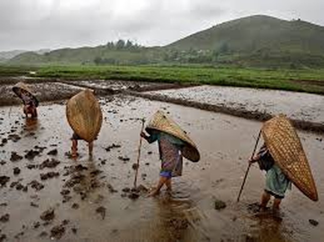 Cuộc sống ở nơi ẩm ướt nhất thế giới gần như ngày nào cũng có mưa - 4 Cuộc sống ở nơi ẩm ướt nhất thế giới gần như ngày nào cũng có mưa - 4