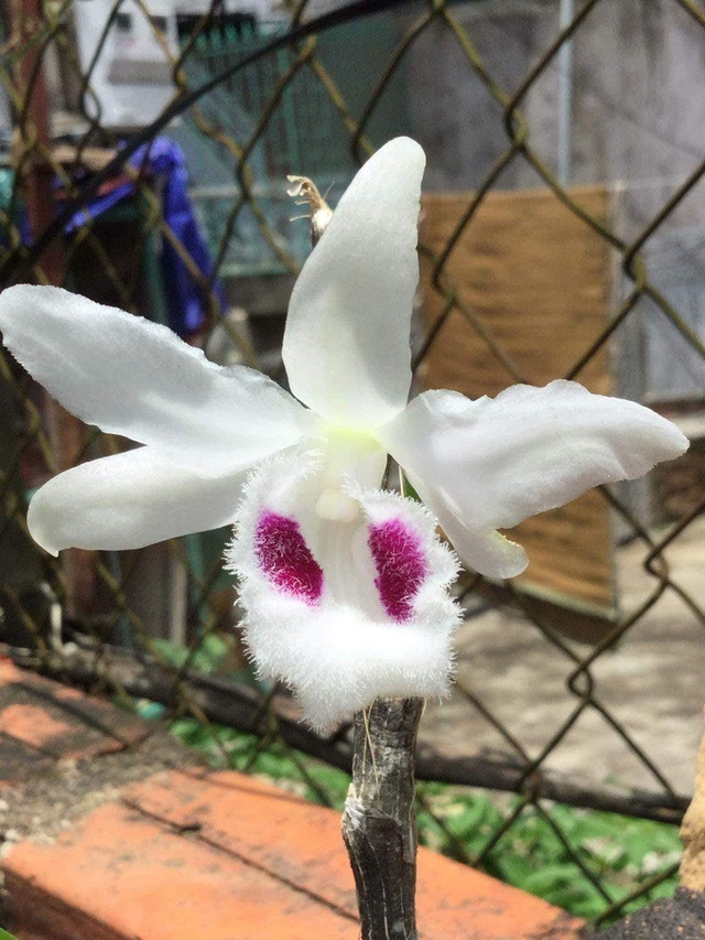 Thương vụ lan đột biến 200 tỷ đồng chấn động dân chơi đất Việt - 3 Thương vụ lan đột biến 200 tỷ đồng chấn động dân chơi đất Việt - 3
