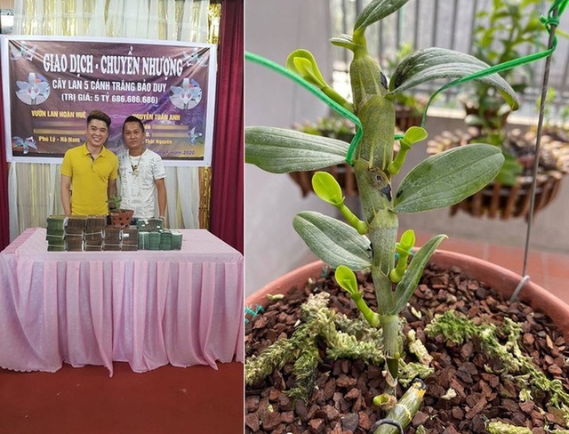 Thương vụ lan đột biến 200 tỷ đồng chấn động dân chơi đất Việt - 7 Thương vụ lan đột biến 200 tỷ đồng chấn động dân chơi đất Việt - 7