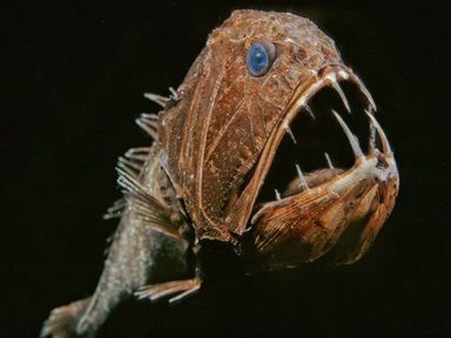 Loài cá kỳ lạ có răng khủng như răng chó, mệnh danh yêu tinh biển cả - 2