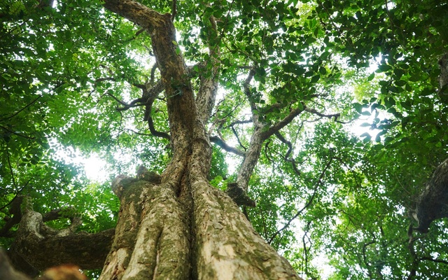 The ancient chain is more than 1000 years old, radiating green shade all year round in Hanoi - 8