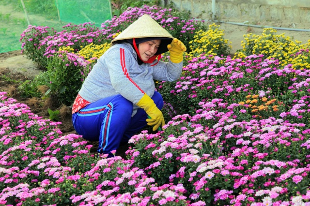 Nông dân làng hoa Mỹ Bình phấn khởi vì hoa Tết được giá - 5 Nông dân làng hoa Mỹ Bình phấn khởi vì hoa Tết được giá - 5