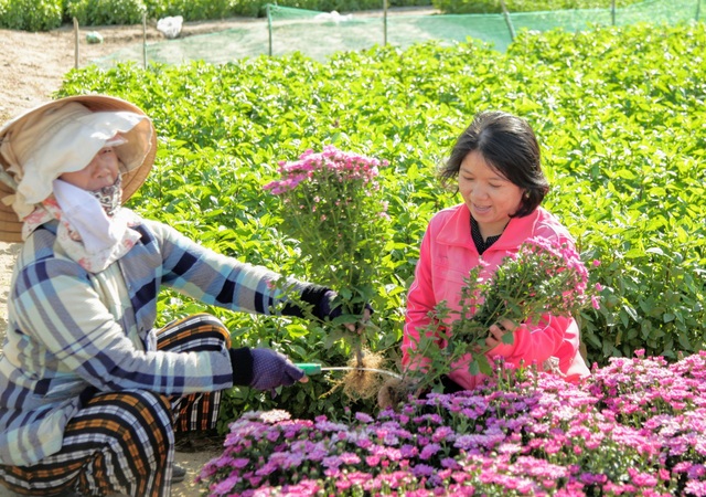 Nông dân làng hoa Mỹ Bình phấn khởi vì hoa Tết được giá - 6