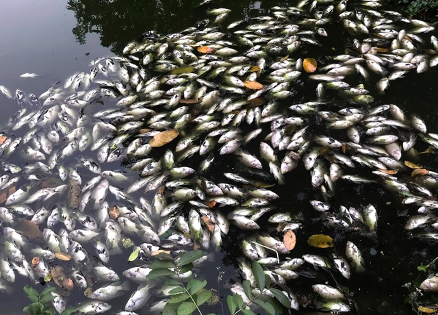 Xác định nguồn gốc hàng nghìn con cá chết trên kênh Bưng Cải - 1