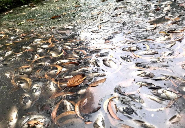 Xác định nguồn gốc hàng nghìn con cá chết trên kênh Bưng Cải - 3