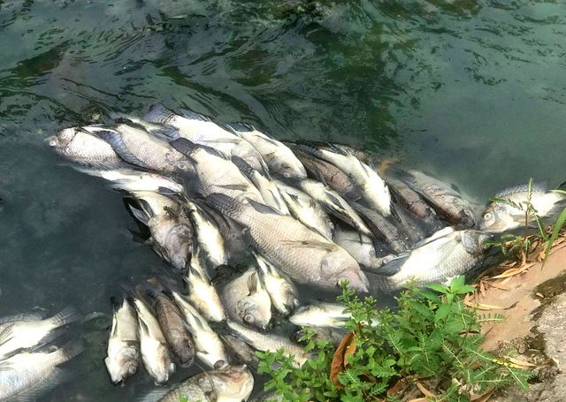 Cá chết trắng trên kênh Bưng Cải - 2