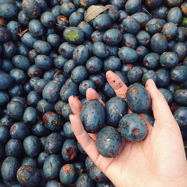 Strangely, the fruit of the countryside is bitterly green, going to Hanoi to become a specialty to attract tourists - 2